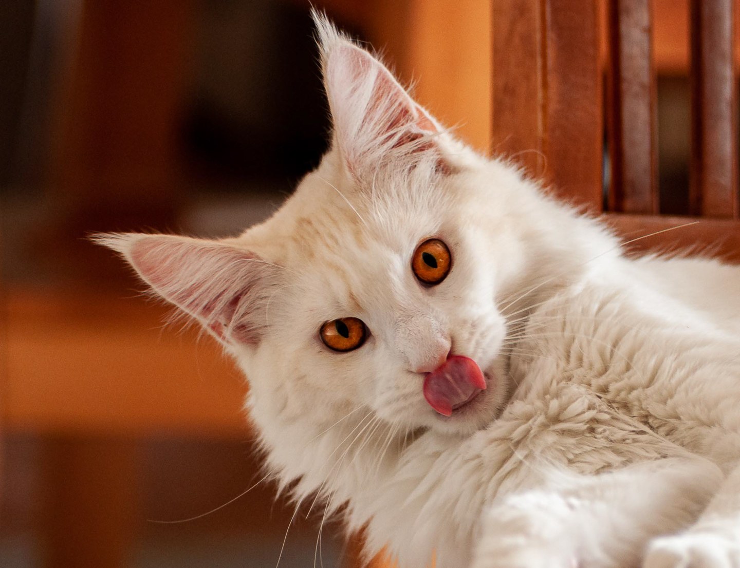 Astonishingly large housecat - II
