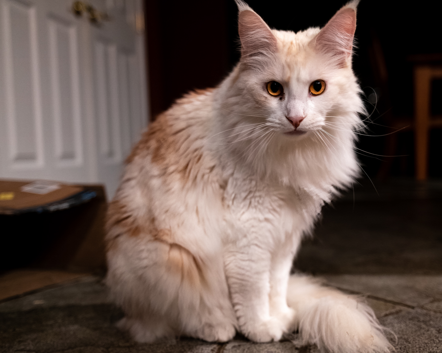 Astonishingly large housecat